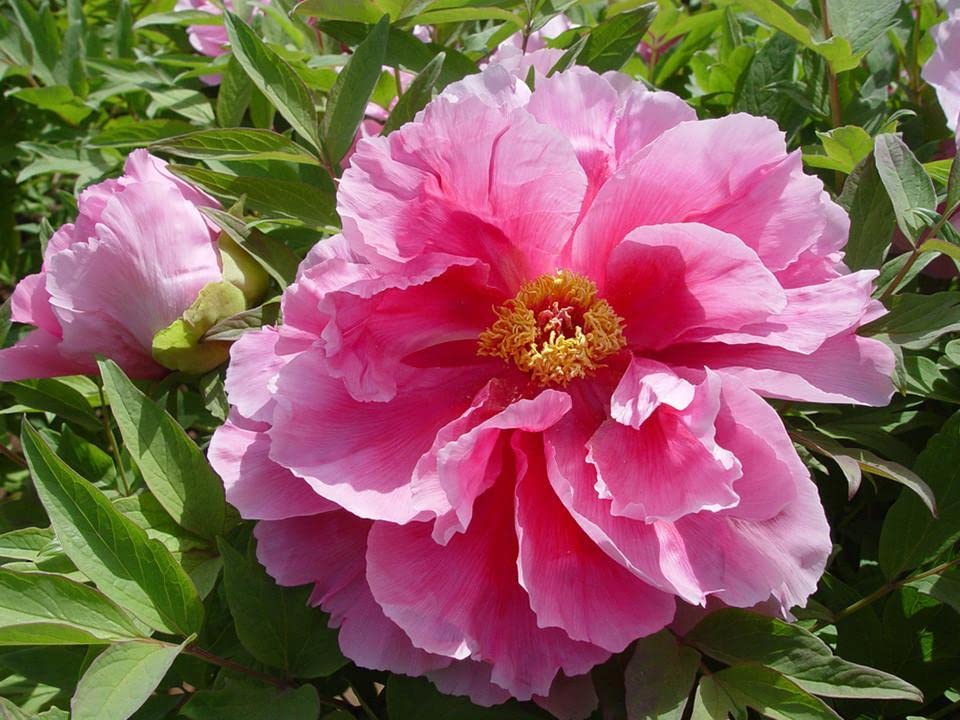 Chinese Peony Paeonia Suffruticosa