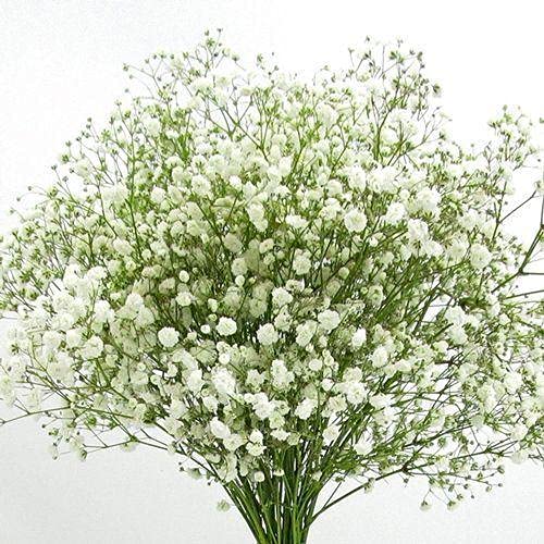 Happy Farm Gypsophila Sky Stars Hybrids Decorative Landscaping And Perennial Flower Plants
