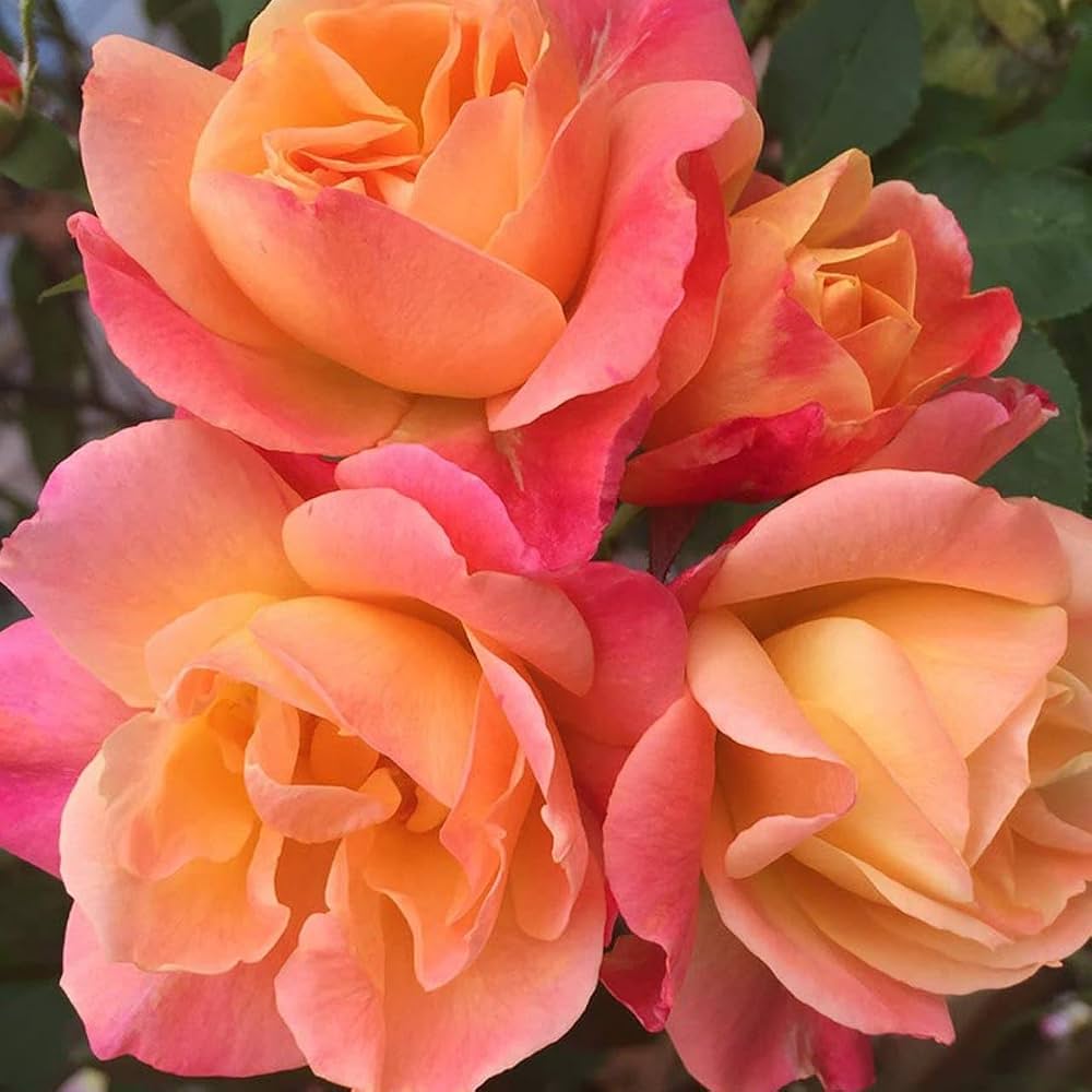 Pink Orange Climbing Rose Flower Seeds Easy Grow Blossoms for Home Garden Decoration, Heirloom Non-GMO High
