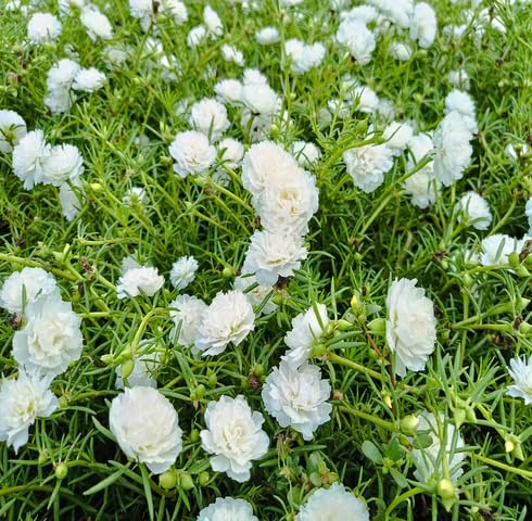 White Portulaca Flower Seeds