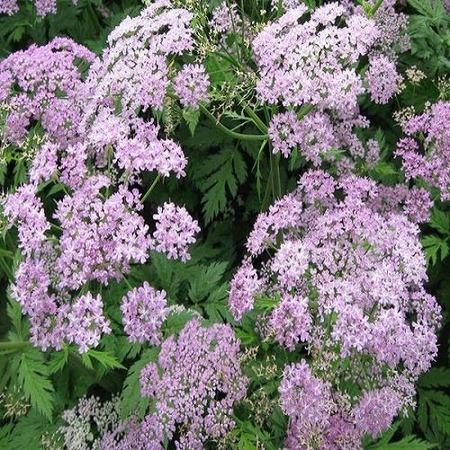 Pink Chaerophyllum Flower Seeds