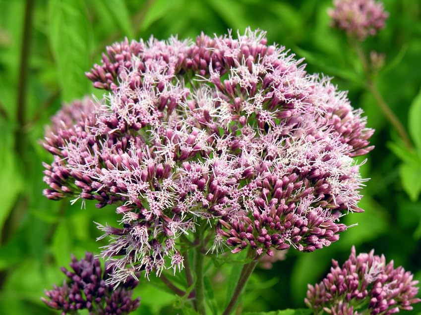 pink eupatorium flower seeds