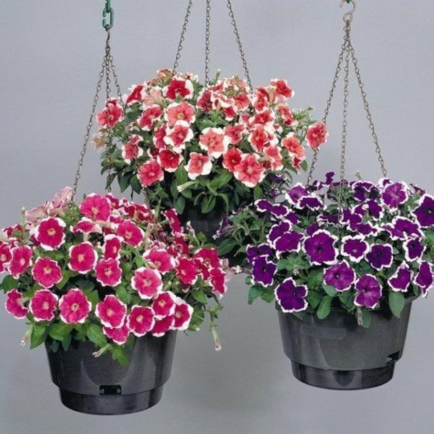 variety flix mix petunia in flower bed