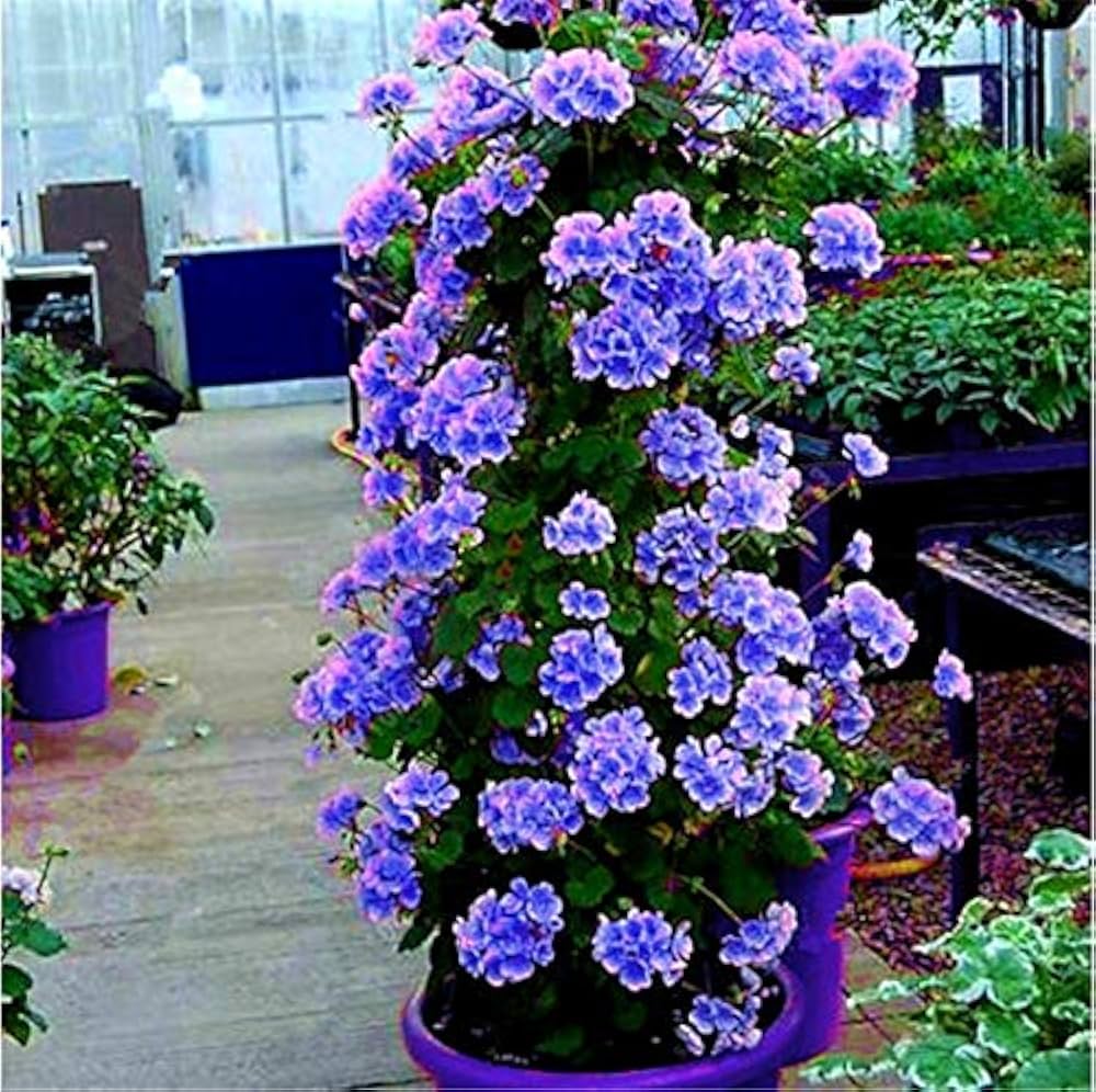Blue Climbing Geranium Fresh Planting Vining Flowers Flower Seeds for Planting Heirloom Non-GMO High Germination