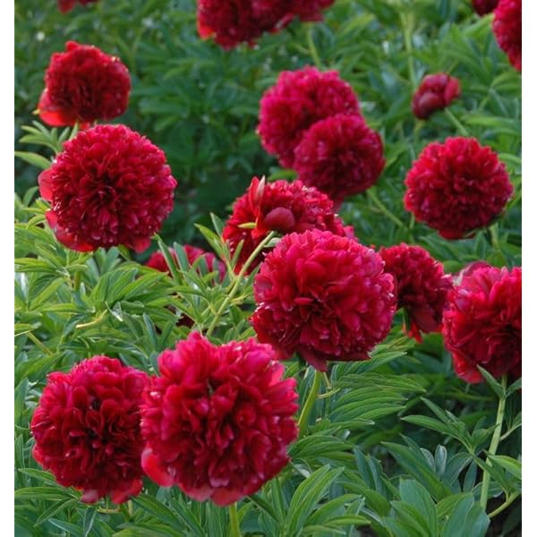 Red Heirloom Dark Peony Shrub Flower Fragrant Garden Blooms Per Set Flower Seeds Home Garden