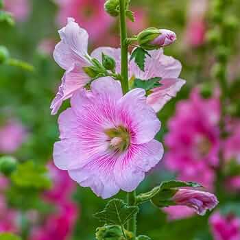 Pink Light Hollyhock Flower Seeds