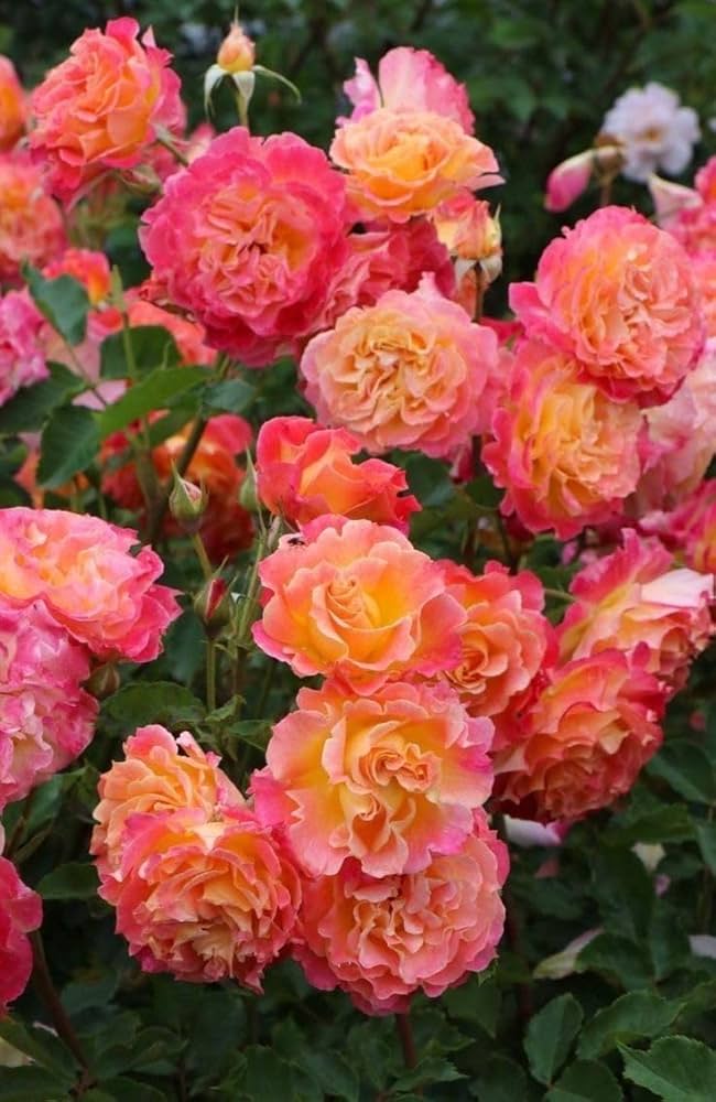 Pink Orange Climbing Rose Flower Seeds