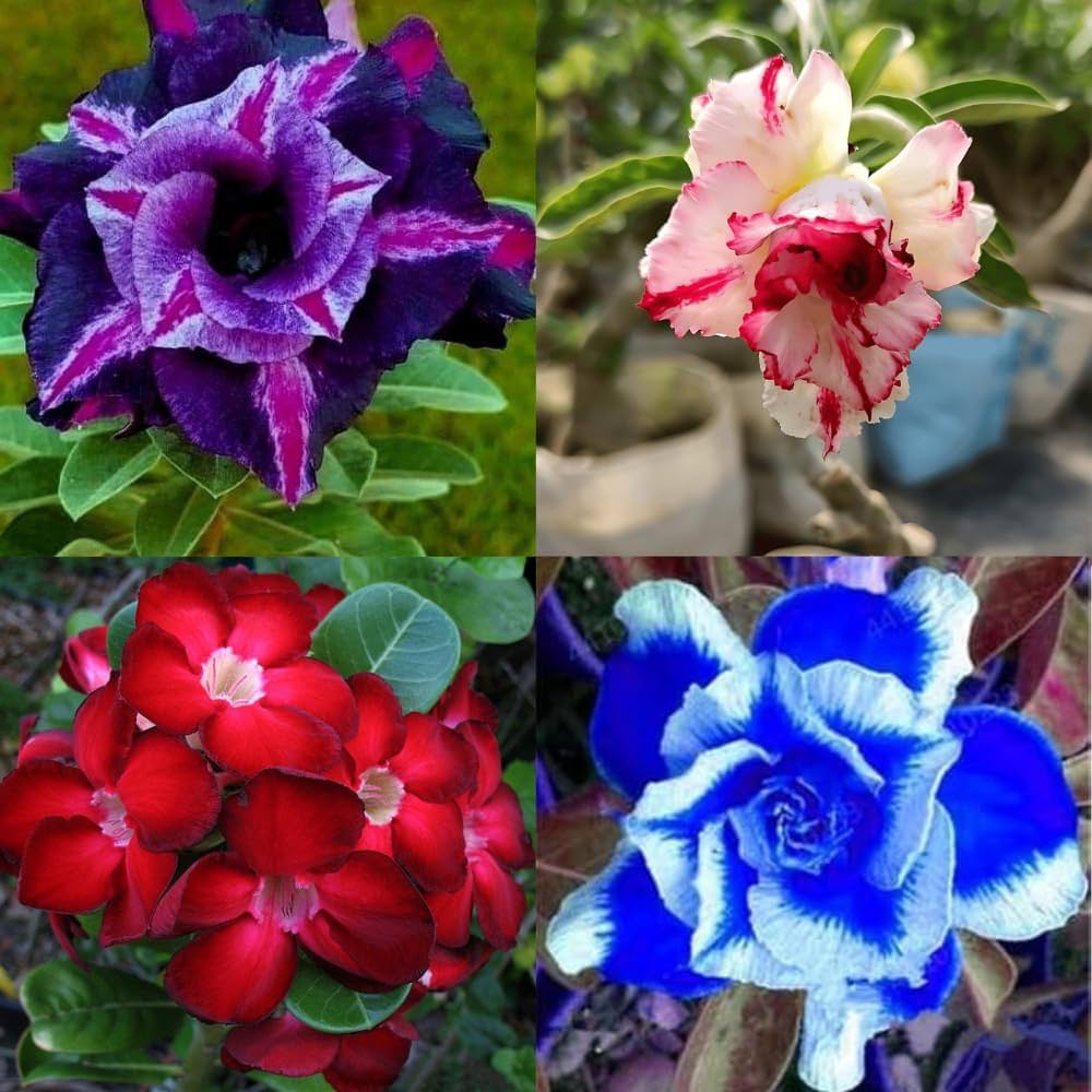 Mixed Desert Rose Flower Seeds - Heirloom Non-GMO High Germination Organic Garden Seeds for Planting