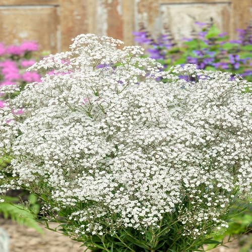 White Gypsophila Flower Seeds