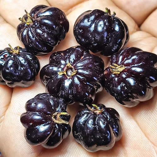 Black Pitanga . Fruit Seeds organic garden seeds