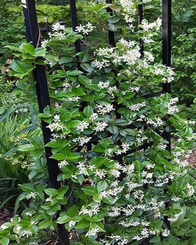 white jasmine plant seeds