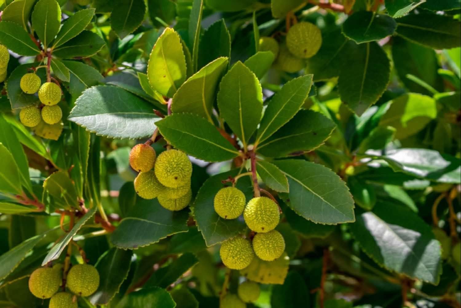 Arbutus Unedo Strawberry Green Color Fruit Seeds