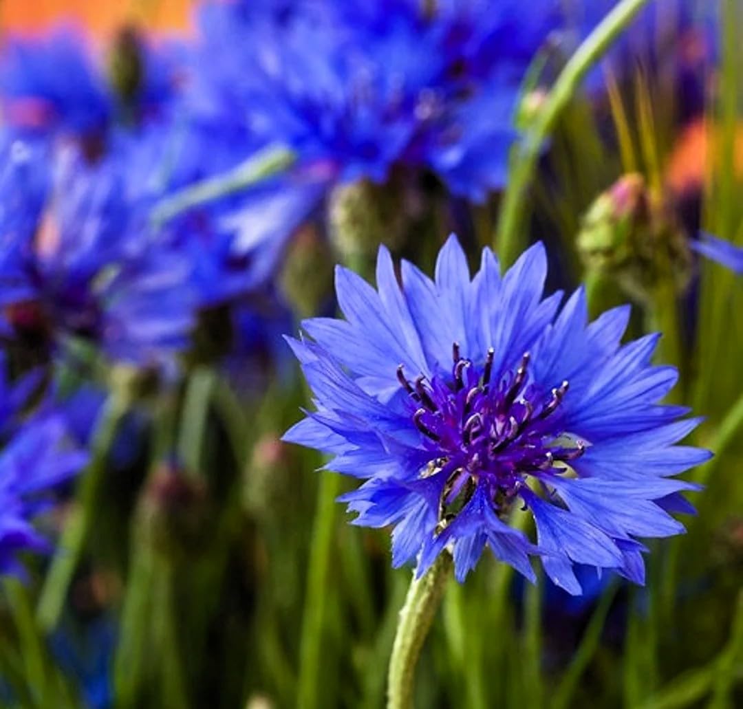 Black Bachelor Button Centaurea Cyanus