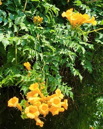 Yellow Campsis Grandiflora Flower Seeds