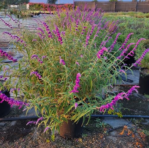 Purple Salvia Leucantha Flower Seeds