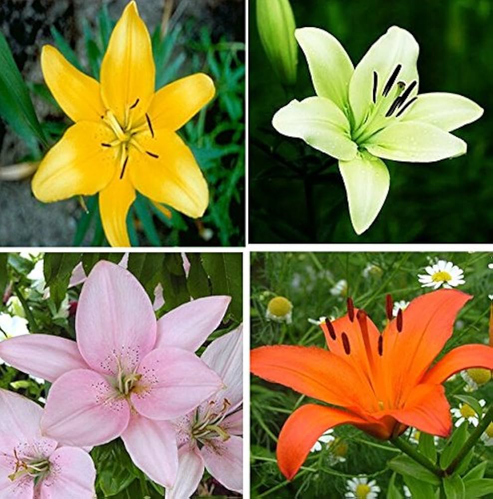 Perfume Lily Mix Of Varieties Bonsai And Home Garden Flower Seeds