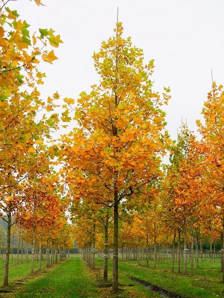 Yellow Tulip Tree Seeds