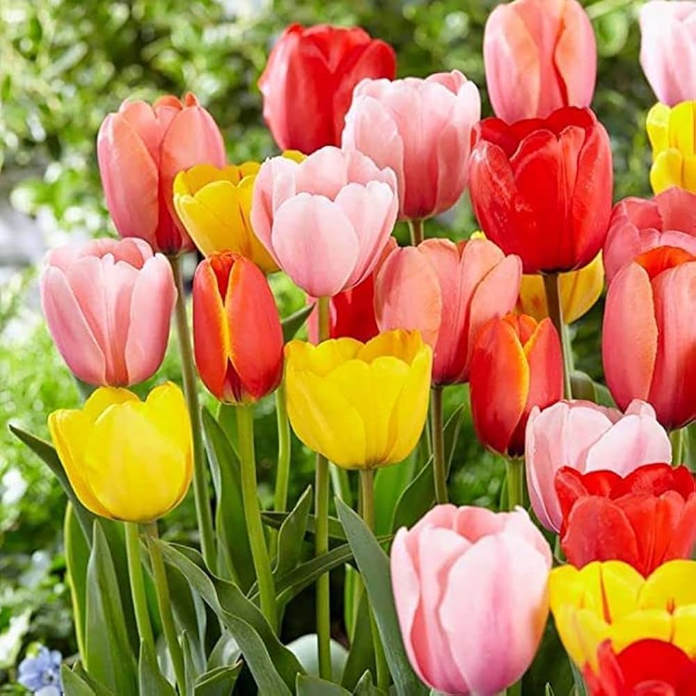 Tulip Bulbs Garden Of Mixed Colors Diy Garden