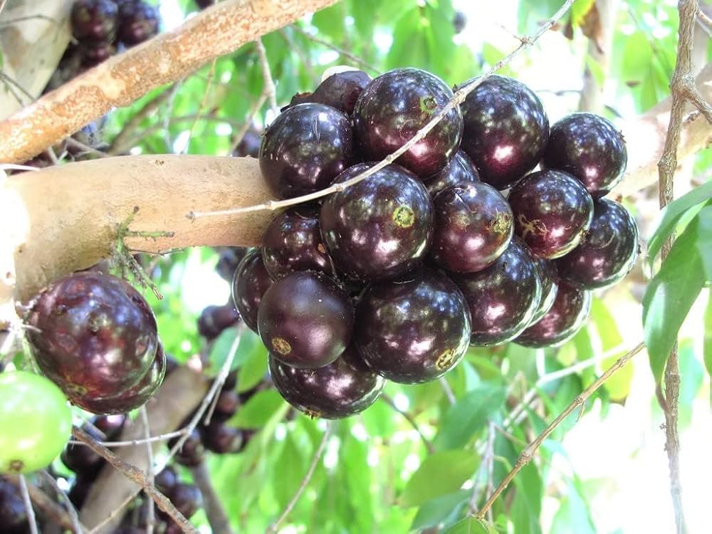 Plinia Cauliflora Fruit Tropical And