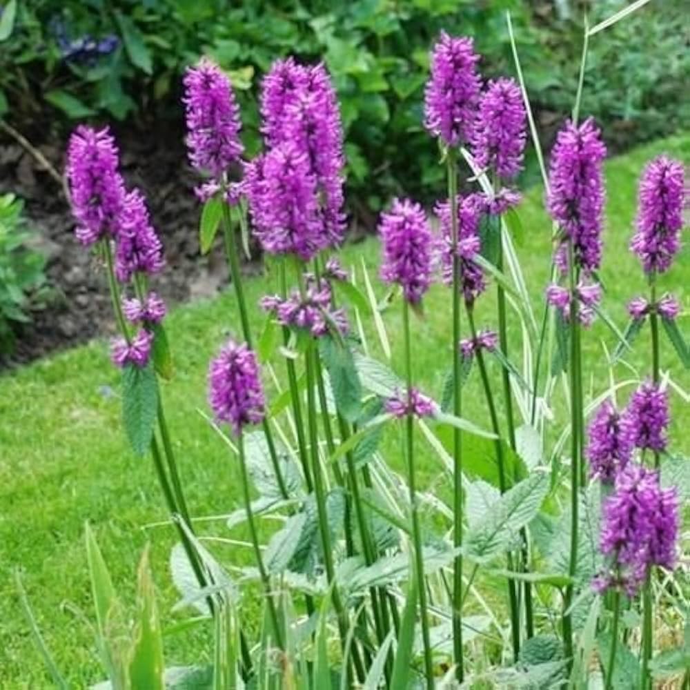 Stachys Officinalis Betony Flower Medicinal And Ornamental Garden Use Flower Seeds