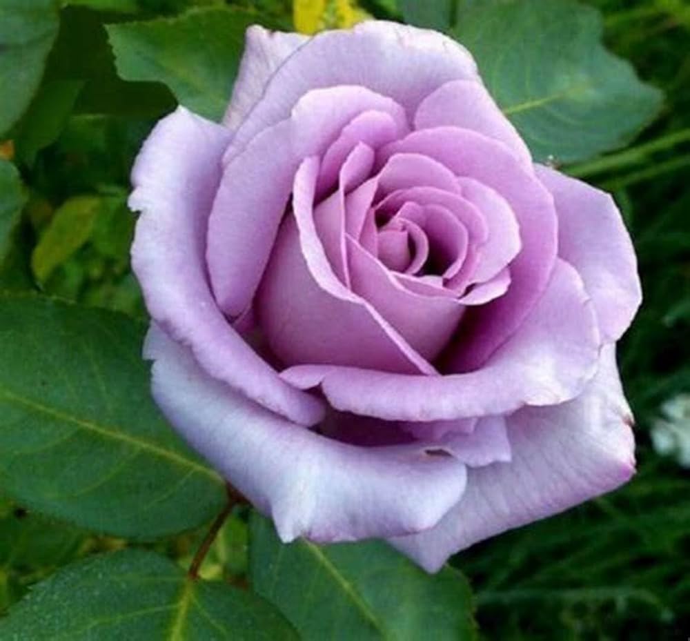 Lavender Giant Rose Flower Seeds for Planting Heirloom Non-GMO High Germination Organic Garden Seeds