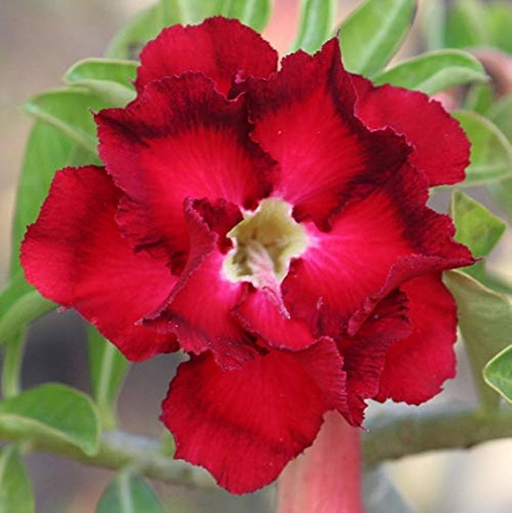 Red Black Desert Rose