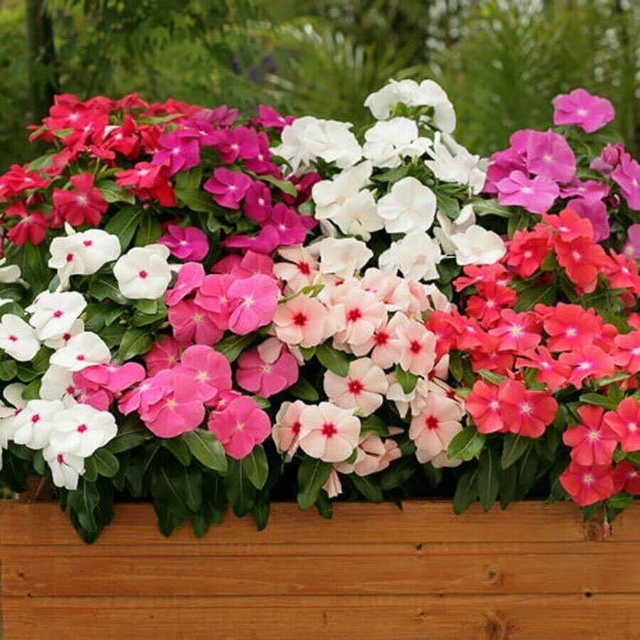 Mixed Vinca Flower Seeds - Heirloom Non GMO High Germination Organic Garden Flower Seeds