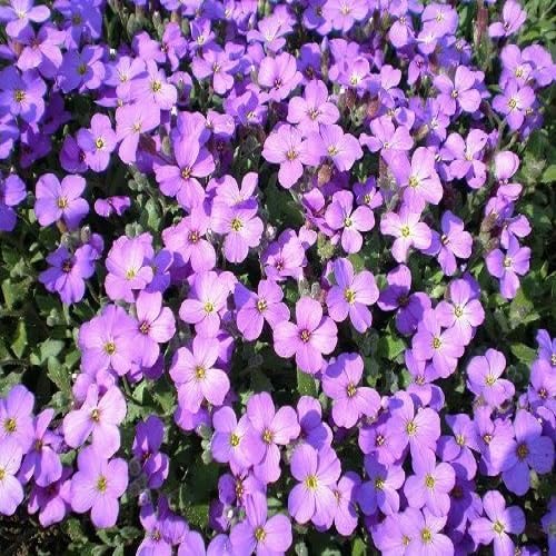 Purple Aubretia Flower Seeds