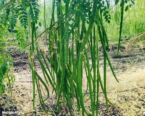 Drum Stick vegetable seeds for Home Gardening, Healthy Seasonal Vegetable Planting for kitchen garden planting