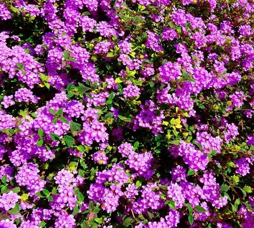 Purple Lantana Flower Seeds