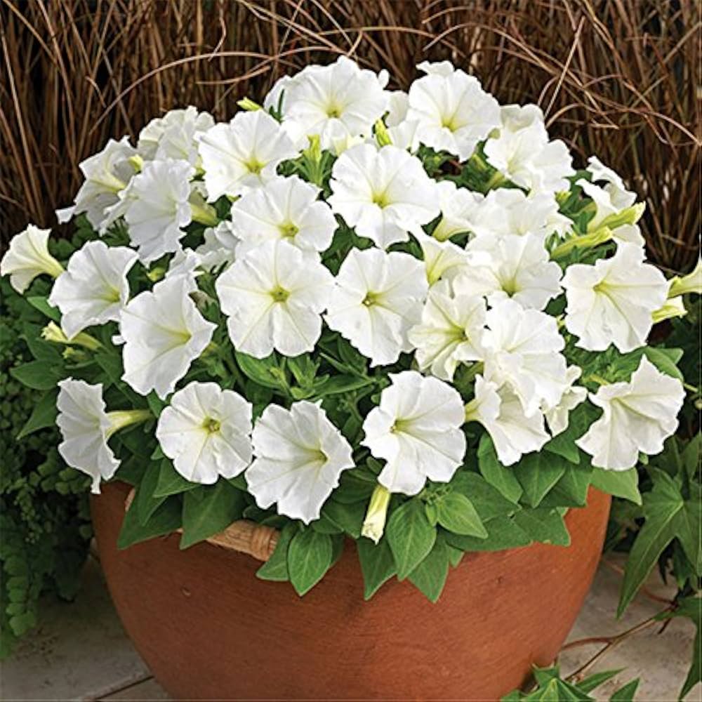 White Petunia Flower Fresh