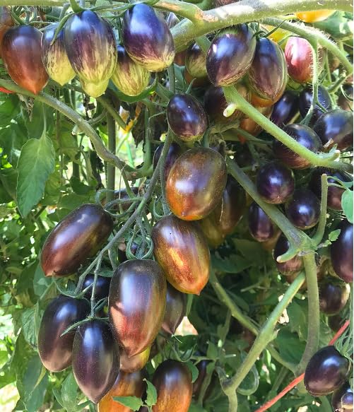 Purple Grape Tomato vegetable seeds - Heirloom, Organic, Non Gmo Garden Seeds for kitchen garden planting