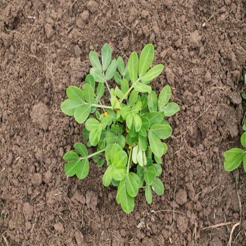 Peanut Plant Seeds Green herb seeds - terrace planting, organic garden seeds