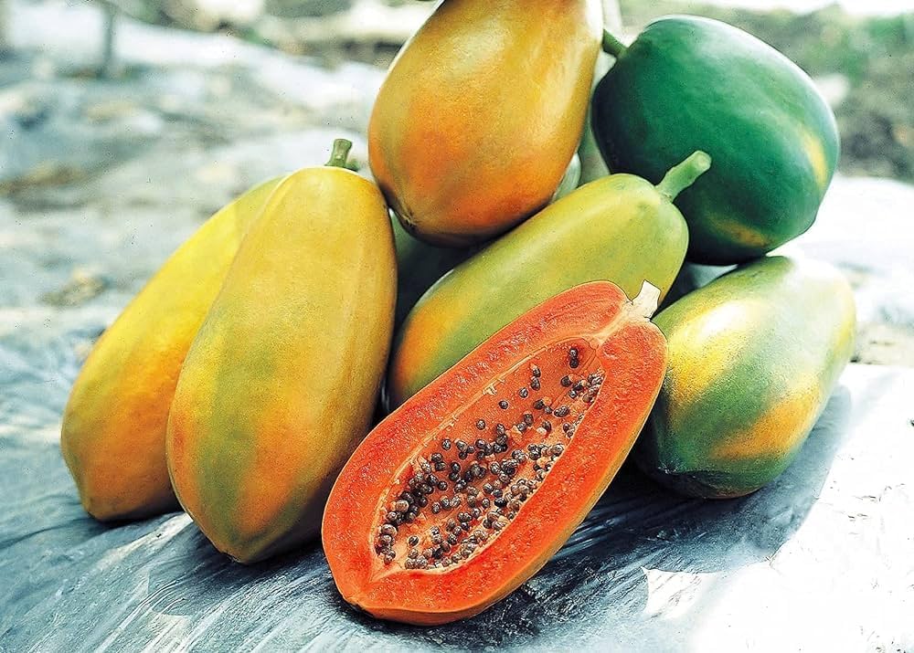 Dwarf Papaya Carica In Tropical