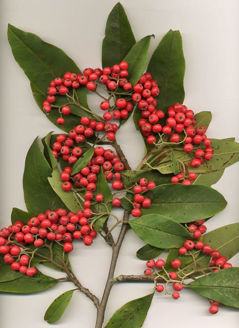 cotoneaster fruit for cultivation Fruit seeds