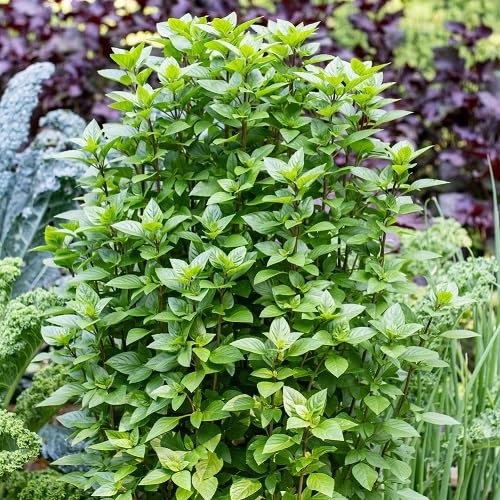 Basil Licorice Plant Seeds herb seeds - non gmo, home gardening garden seeds