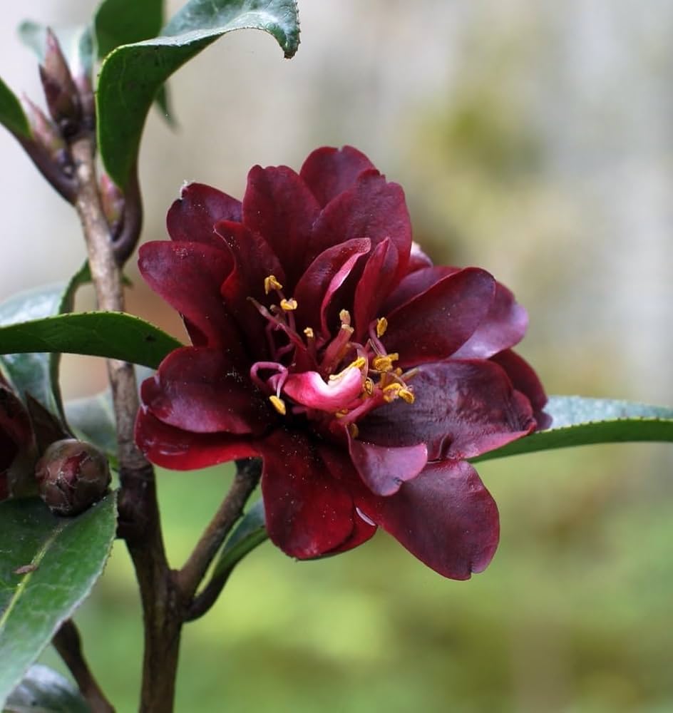 Camellia Flower Seeds