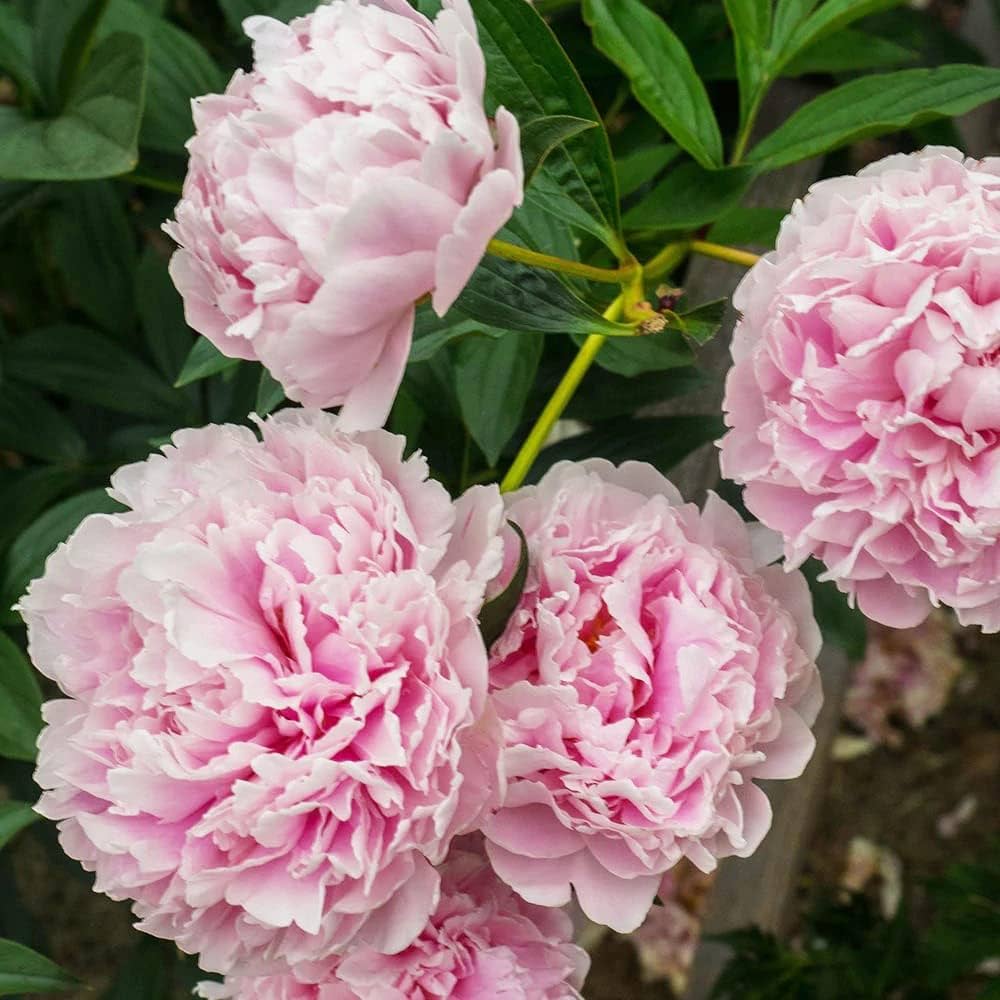Pink Peony Flower Seeds - Heirloom Non GMO High Germination Flower Seeds for Home Garden Planting