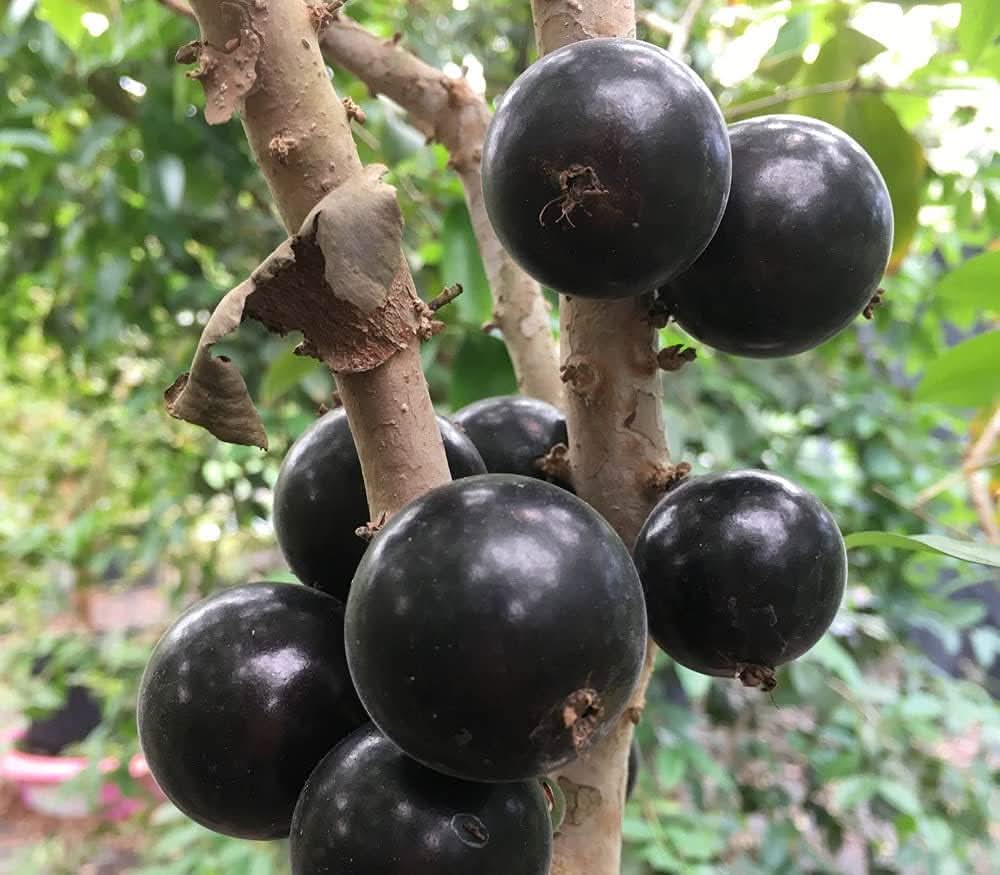 Jaboticaba Myrciaria Cauliflora Fruit Exotic Unique Gardens Fruit Seeds
