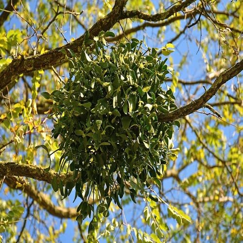 green mistletoe Fruit Seeds organic garden seeds