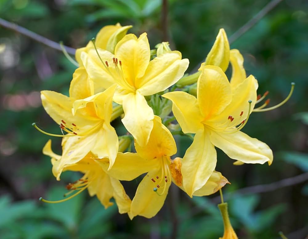 Yellow Azalea Flower Seeds – Rare Blooming Plants for Balcony and Patio Gardening Colorful - Heirloom Non-GMO High Germi
