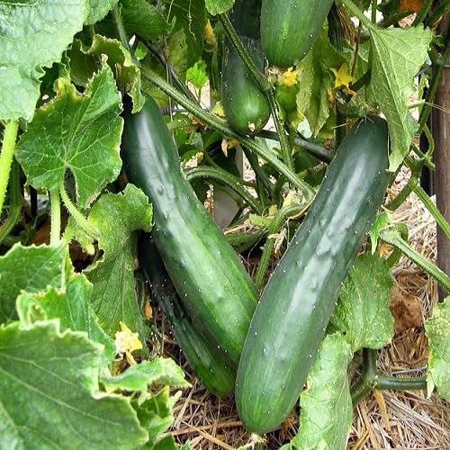 Green Cucurbits vegetable seeds for Home Gardening, Natural Farm Fresh Gardening Choice for kitchen garden planting