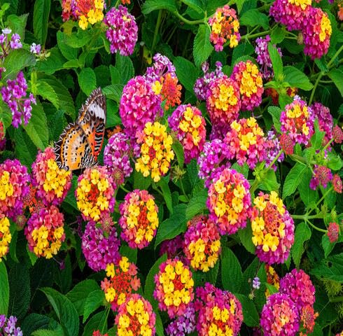 Pink Yellow Lantana Flower Seeds