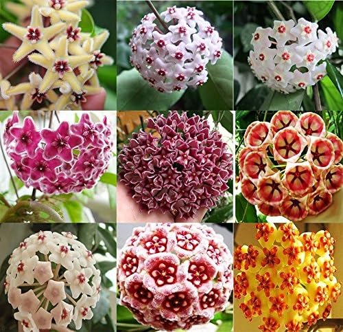 Mixed Hoya Carnosa Flower Seeds
