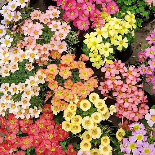 Mixed Oxalis obtusa Flower Seeds