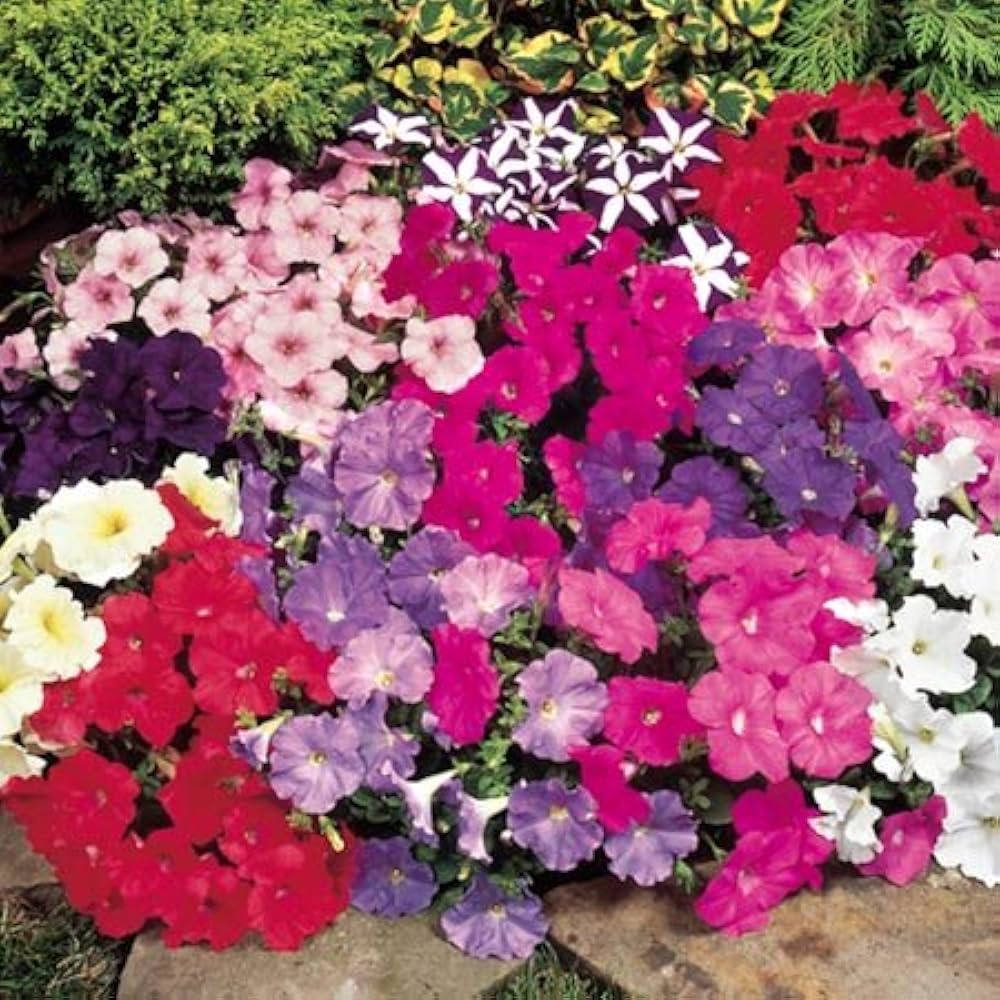 Petunia Perennial Bonsai Flower Garden Decoration Flower Seeds