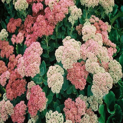 Mixed Sedum Flower Seeds