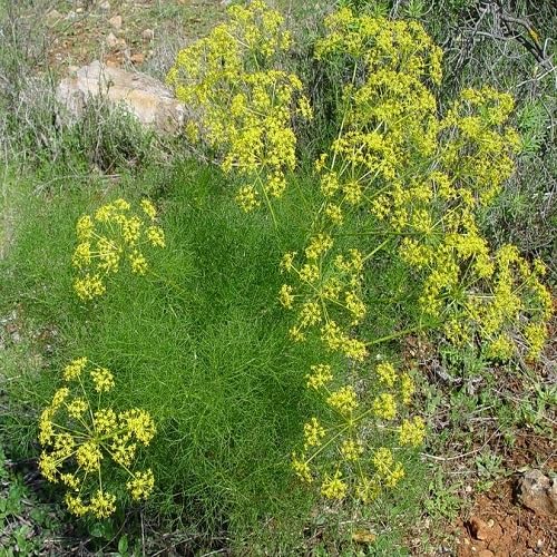 Green Fennel Plant Seeds herb seeds - organic, fresh harvest garden seeds