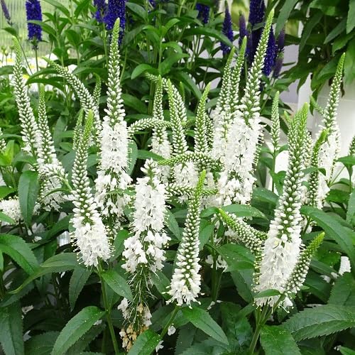 White Veronica Flower Seeds