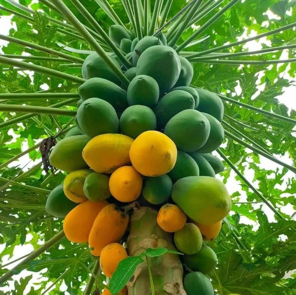 pawpaw tree asimina triloba edible landscapes native